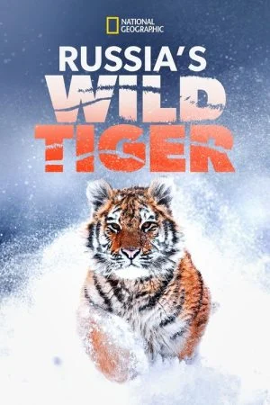 فيلم Russia’s Wild Tiger 2022 مترجم