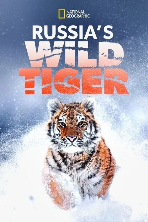 فيلم Russia's Wild Tiger 2022 مترجم