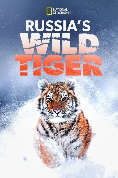 فيلم Russia's Wild Tiger 2022 مترجم